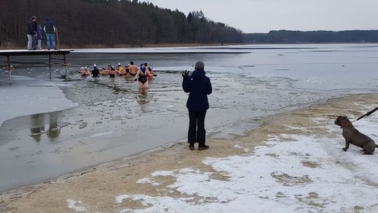 Coraz więcej morsów. Śmierć pod lodem