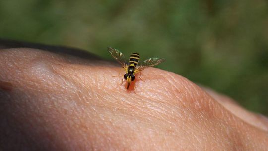 Pojawiło się sporo os, więcej niż zwykle. To zmiana klimatu? Owad ugryzł córkę Pojawiło się sporo os, więcej niż zwykle. To zmiana klimatu? Owad ugryzł córkę