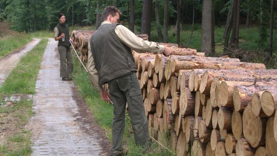 Nowe obostrzenia dla leśników. Absurdalnie brzmiące przepisy