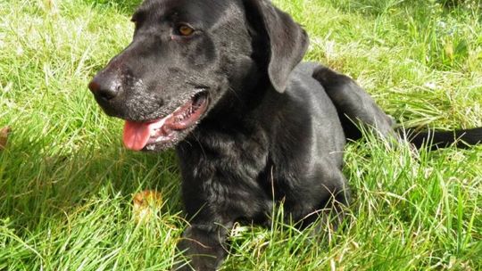 Czeka na kochający dom