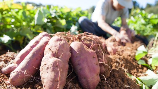 Rolnicy nie chcą teraz kopać ziemniaków? Nie mogą sprzedać warzyw