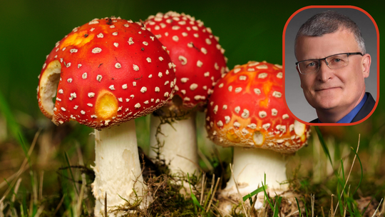 Mnóstwo ofert sprzedaży suszonych muchomorów. Nielegalnych i trujących