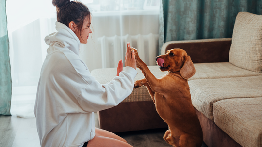 Czip dla psa to też kłopot z danymi osobowymi właściciela. Inwigilacja właściciel psa czy kota Czip dla psa to też kłopot z danymi osobowymi właściciela. Inwigilacja właściciel psa czy kota
