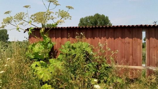 Czy barszcz Sosnowskiego ma się stać „atrakcją” gminy?