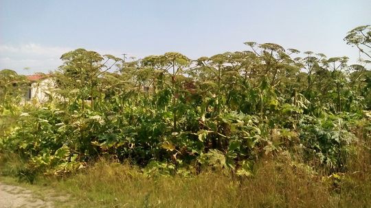 Czy barszcz Sosnowskiego pokona gminę