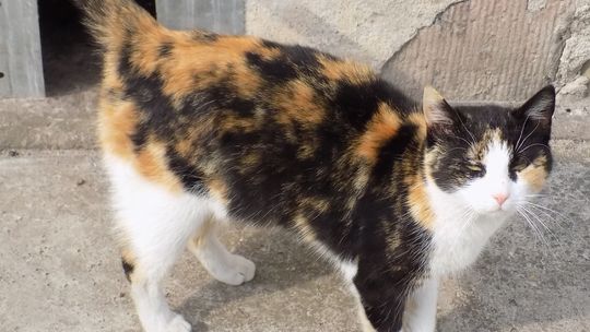 Czy ją dokądś wywieziono? Może ktoś coś wie?