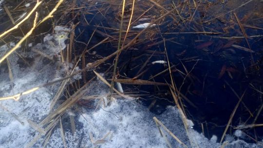 Czy kanalizacja truje nasze jezioro? Wniosek o pilną kontrolę [LIST OTWARTY]