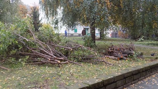 Czy odrosną wiosną?