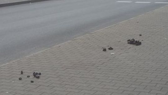 Czy przez Gryfino przeszedł koń? - pyta czytelniczka