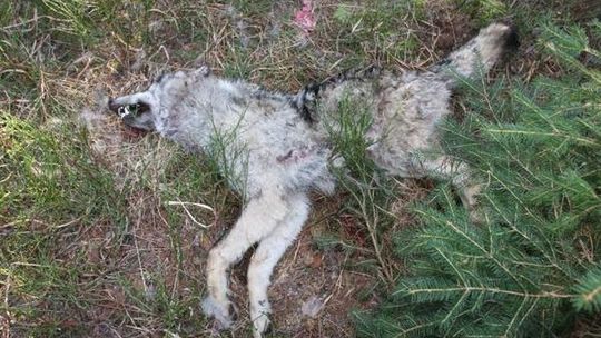 Czy rozjechane zwierzę to wilk?