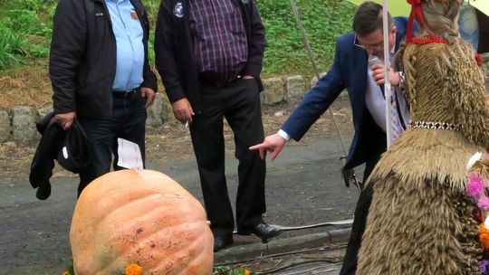 Czy to największa dynia w naszym powiecie?