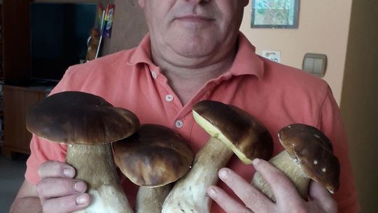 Czy to początek czy już koniec sezonu grzybowego? Grzyby olbrzymy