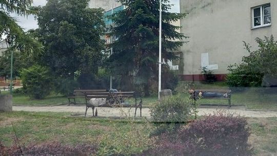 Czy w tym mieście jest straż miejska? - pyta czytelnik