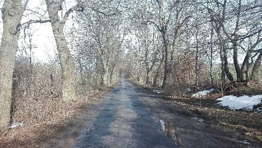 Czy wytną malowniczą aleję lipową?