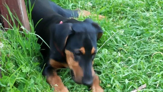 Czyj to piesek? Tęskni i czeka na swojego właściciela