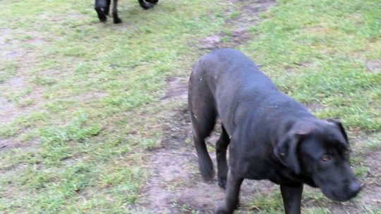 Czyje te bezpańskie psy