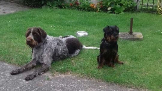 Czyje to rasowe psy myśliwskie