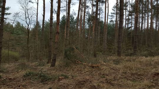 Czytelniczka pyta o gospodarkę leśną pod Gryfinem [list]