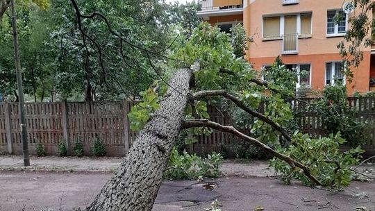 Dąb spadł na ogrodzenie pod oknem. Użyto sprzętu burzącego