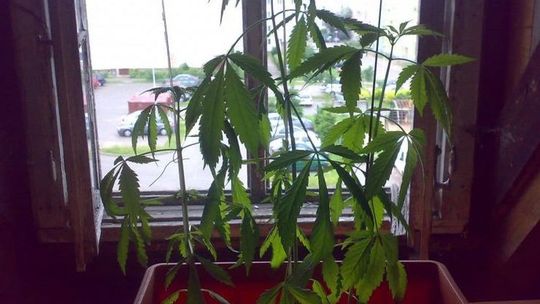 Dbał o konopie jak o kwiaty. Za każdy krzak jeden rok