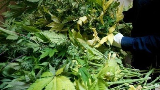 Dbał w garażu o samochód i… uprawę konopi