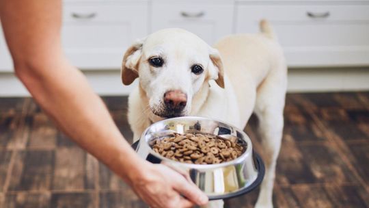 Diety pudełkowe mają się dobrze bo poszerzają bazę. Teraz modny jest catering dla psów