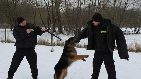 Dino przygotowuje się do ważnego egzaminu
