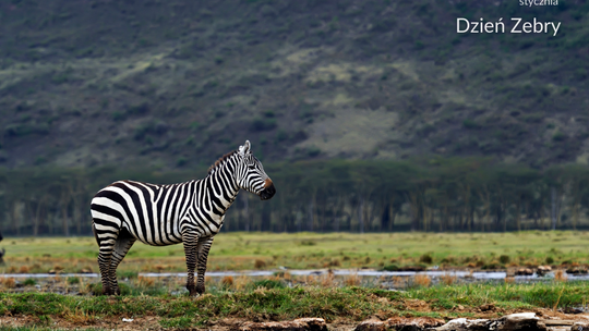 Dla kamuflażu i rozróżnienia