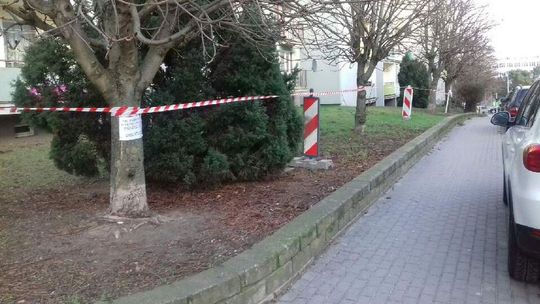 Dlaczego mają być wycięte drzewa?