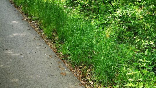 Dlaczego ta ścieżka nie jest wykoszona? - pyta rowerzysta