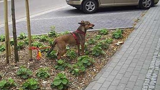 Dlaczego ten pies tak szczeka - list mieszkańca