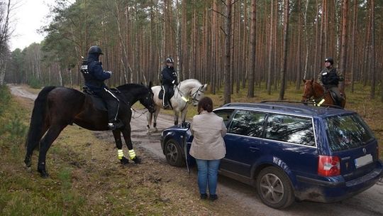 Do ścigania złodziei choinek zaangażowano policję konną