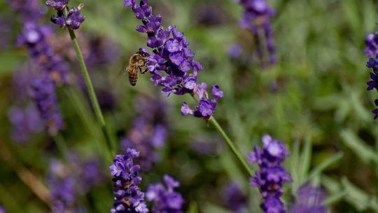 Domowe sposoby na komary i kleszcze. Wśród nich środek na bazie lawendy