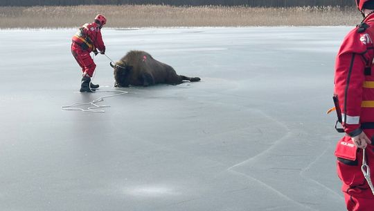 Dramat na zamarzniętym jeziorze. Służby ratowały młodą żubrzycę z lodowatej pułapki