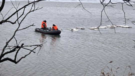 Dramatyczna akcja nad Odrą. Służby wyłowiły dziesiątki martwych łabędzi