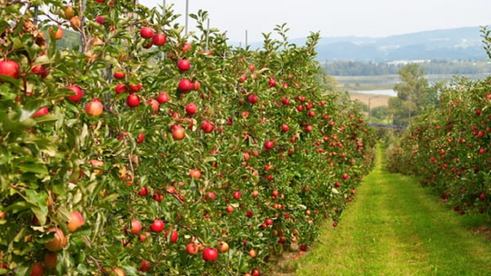 Drzewka owocowe w ogrodzie - o czym warto pamiętać? Drzewka owocowe w ogrodzie - o czym warto pamiętać?