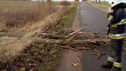 Drzewo runęło na drogę. Interweniowali strażacy