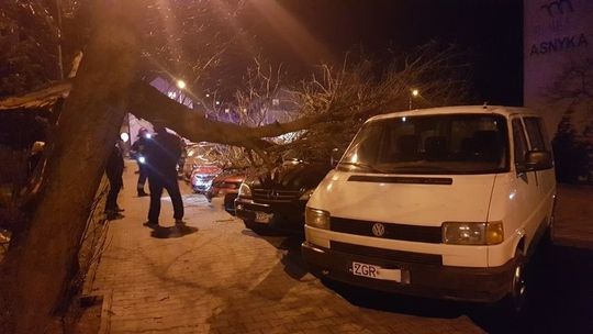 Drzewo spadło i przygniotło auta [ZDJĘCIA]