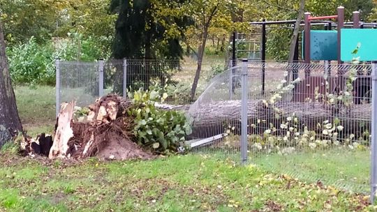 Drzewo spadło na plac zabaw Drzewo spadło na plac zabaw