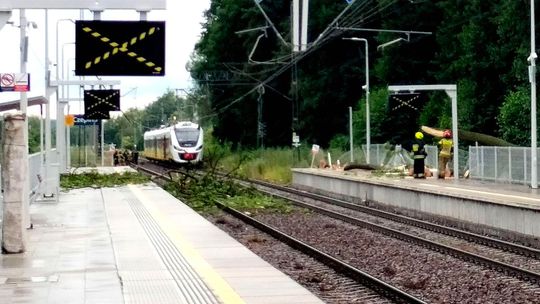 Drzewo spadło na pociąg osobowy w Czepinie. Służby w akcji