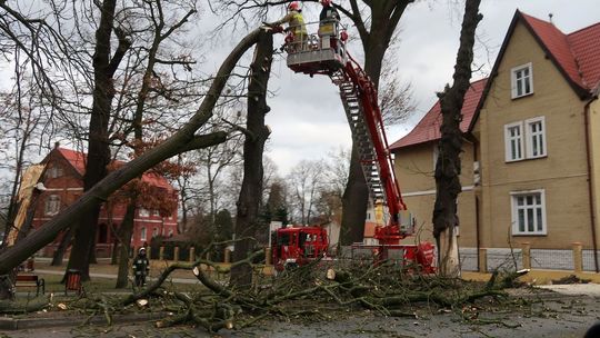 Drzewo spadło na ulicę