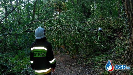 Drzewo zablokowało wjazd i wyjazd ze wsi