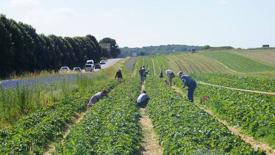 Duńska farma poszukuje kierownika ds. ogrodniczych