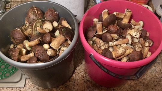Dwa wiadra grzybów zebrane w okolicy Gryfina