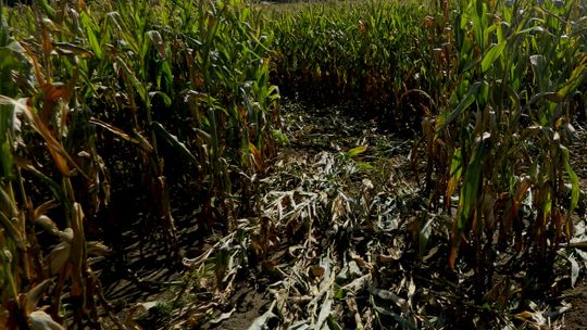 Dwuipółletni chłopczyk zaginął w polu kukurydzy