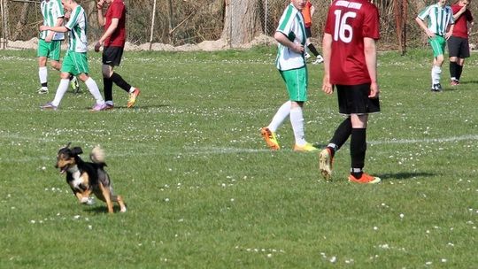 Dwunasty zawodnik na boisku – pies. Obejrzyj zdjęcia