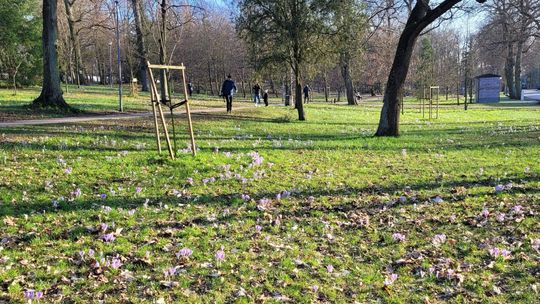 Dywany kwiatowe w parku. Rozkwitły mimo nocnych mrozów