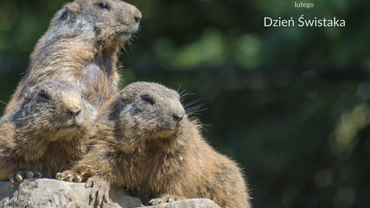 Dzień Świstaka i już