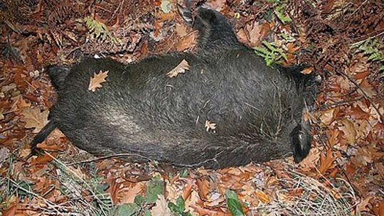 Dzik spowodował wypadek