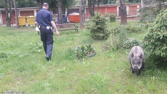 Dzik zjadł dzieciom pierogi i teraz warczy na nie - usłyszał policjant na temat kradzieży
